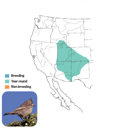 Juniper Titmouse Range Map, Wild Birds Unlimited, WBU