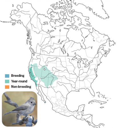 Oak Titmouse Range Map, Wild Birds Unlimited, WBU