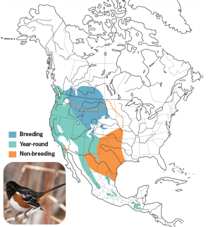 Spotted Towhee Range Map, Wild Birds Unlimited, WBU