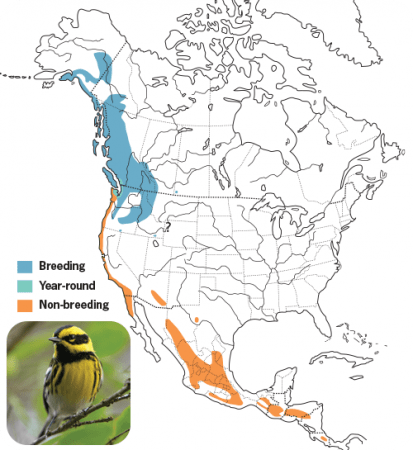 Townsend's Warbler Range Map, Wild Birds Unlimited, WBU