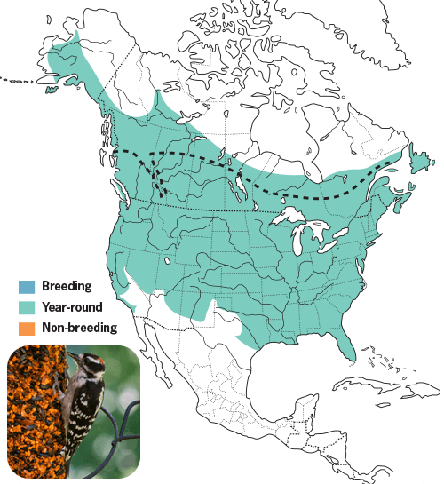 All About Woodpeckers and How to Attract Them - Wild Birds Unlimited