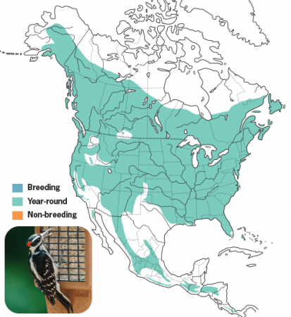 Hairy Woodpecker Range Map, Wild Birds Unlimited, WBU