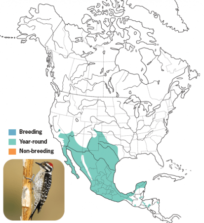 Ladder-backed Woodpecker Range Map, Wild Birds Unlimited, WBU