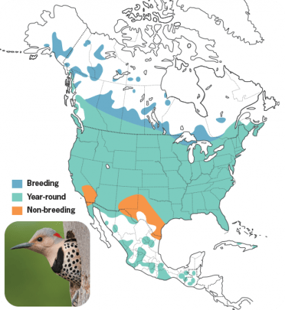 Northern Flicker Range Map, Wild Birds Unlimited, WBU