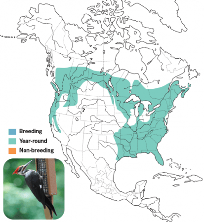 Pileated Woodpecker Range Map, Wild Birds Unlimited, WBU