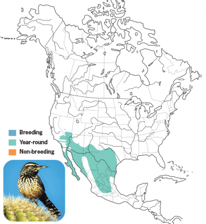 Cactus Wren Range Map, Wild Birds Unlimited, WBU