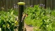 Goldfinches, How Cool is That Video Thumbnail, Wild Birds Unlimited, WBU