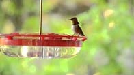 Hummingbirds, How Cool is That Video Thumbnail, Wild Birds Unlimited, WBU