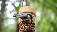 Nuthatches, How Cool is That Video Thumbnail, Wild Birds Unlimited, WBU