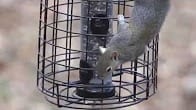 Squirrels, How Cool is That Video Thumbnail, Wild Birds Unlimited, WBU