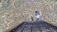 Woodpeckers, How Cool is That Video Thumbnail, Wild Birds Unlimited, WBU