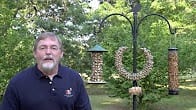 Attract more birds with peanuts, How to Video Thumbnail, Wild Birds Unlimited, WBU