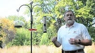 Help your birds survive extreme heat and drought, How to Video Thumbnail, Wild Birds Unlimited, WBU
