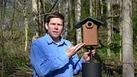 Provide a Safe Nest box for Bluebirds, How to Video Thumbnail, Wild Birds Unlimited, WBU