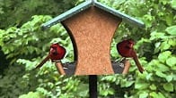 EcoTough Classic Hopper Feeder, Products Video Thumbnail, Wild Birds Unlimited, WBU