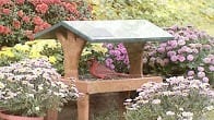 EcoTough Covered Ground Feeder, Products Video Thumbnail, Wild Birds Unlimited, WBU