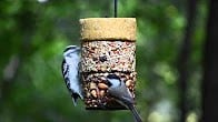 Flying Start Combo, Products Video Thumbnail, Wild Birds Unlimited, WBU