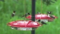 Hummingbird Feeders, Products Video Thumbnail, Wild Birds Unlimited, WBU