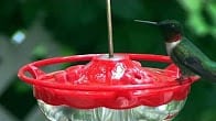 Mini High Perch Hummingbird Feeder, Products Video Thumbnail, Wild Birds Unlimited, WBU