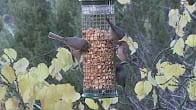 Peanut Feeders, Products Video Thumbnail, Wild Birds Unlimited, WBU