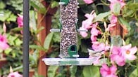 Quick-Clean Seed Tubes, Products Video Thumbnail, Wild Birds Unlimited, WBU