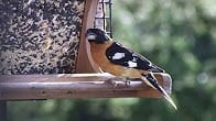 Ranchette Retreat Hopper Feeder, Products Video Thumbnail, Wild Birds Unlimited, WBU
