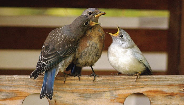 Most-Used Newborn Essentials - Eating Bird Food