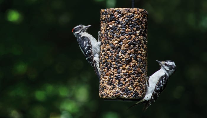 woodpecker food