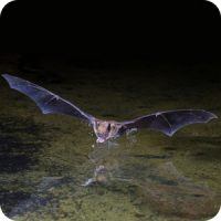 Bat, Wild Birds Unlimited, WBU