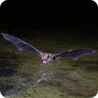 Bat, Wild Birds Unlimited, WBU