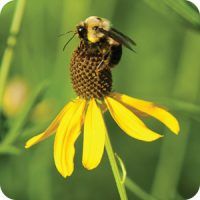 Bee, Photo, Wild Birds Unlimited, WBU