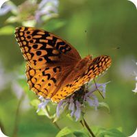 Great Spangled Fritillary Butterfly, Photo, Wild Birds Unlimited, WBU