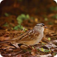 White-crowned Sparrow, Fall, Bird Photo, Wild Birds Unlimited, WBU