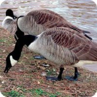 Geese, Photo, Wild Birds Unlimited, WBU