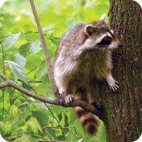 Raccoon, Photo, Wild Birds Unlimited, WBU