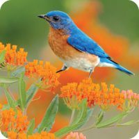Eastern Bluebird, Spring, Bird Photo, Wild Birds Unlimited, WBU