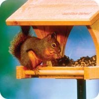 Enjoy Backyard Critters, Red Squirrel on WBU feeder, Squirrels, Wooden Hopper Feeder, Feeders, Photo, Wild Birds Unlimited, WBU