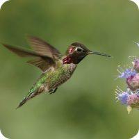 Anna's Hummingbird, Summer, Bird Photo, Wild Birds Unlimited, WBU