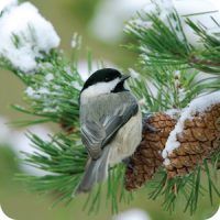 Carolina Chickadee on Pine tree, Winter, Bird Photo, Wild Birds Unlimited, WBU