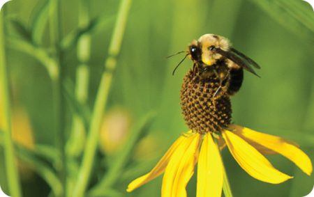 Bee, Photo, Wild Birds Unlimited, WBU