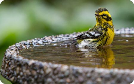 Bird Bath