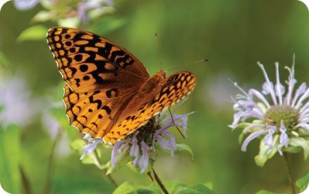 Great Spangled Fritillary Butterfly, Photo, Wild Birds Unlimited, WBU