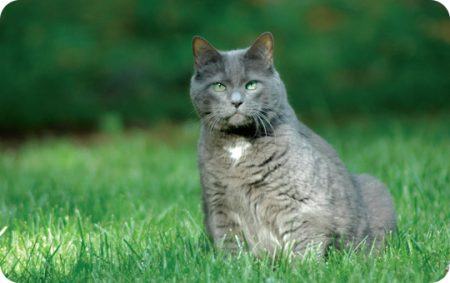 Cat, Photo, Wild Birds Unlimited, WBU