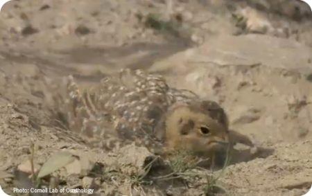 Bird Dust Bathing, Wild Birds Unlimited, WBU, bird bath