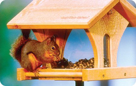 Enjoy Backyard Critters, Red Squirrel on WBU feeder, Squirrels, Wooden Hopper Feeder, Feeders
