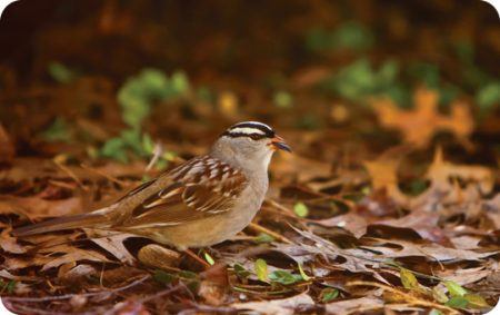 White-crowned Sparrow, Fall, Bird Photo, Wild Birds Unlimited, WBU