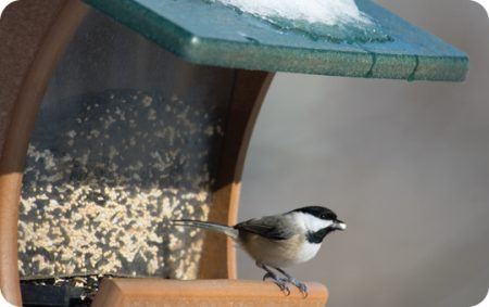 Feeding Birds: a Quick Guide to Seed Types