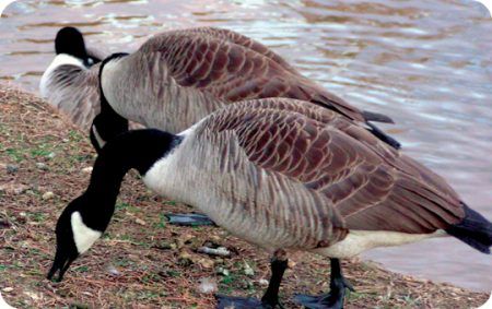 Geese, Photo, Wild Birds Unlimited, WBU