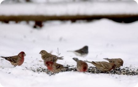 Ground Feeding, House Sparrows, Wild Birds Unlimited, WBU