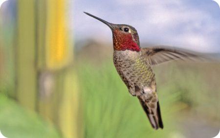 Migration, Anna's Hummingbird